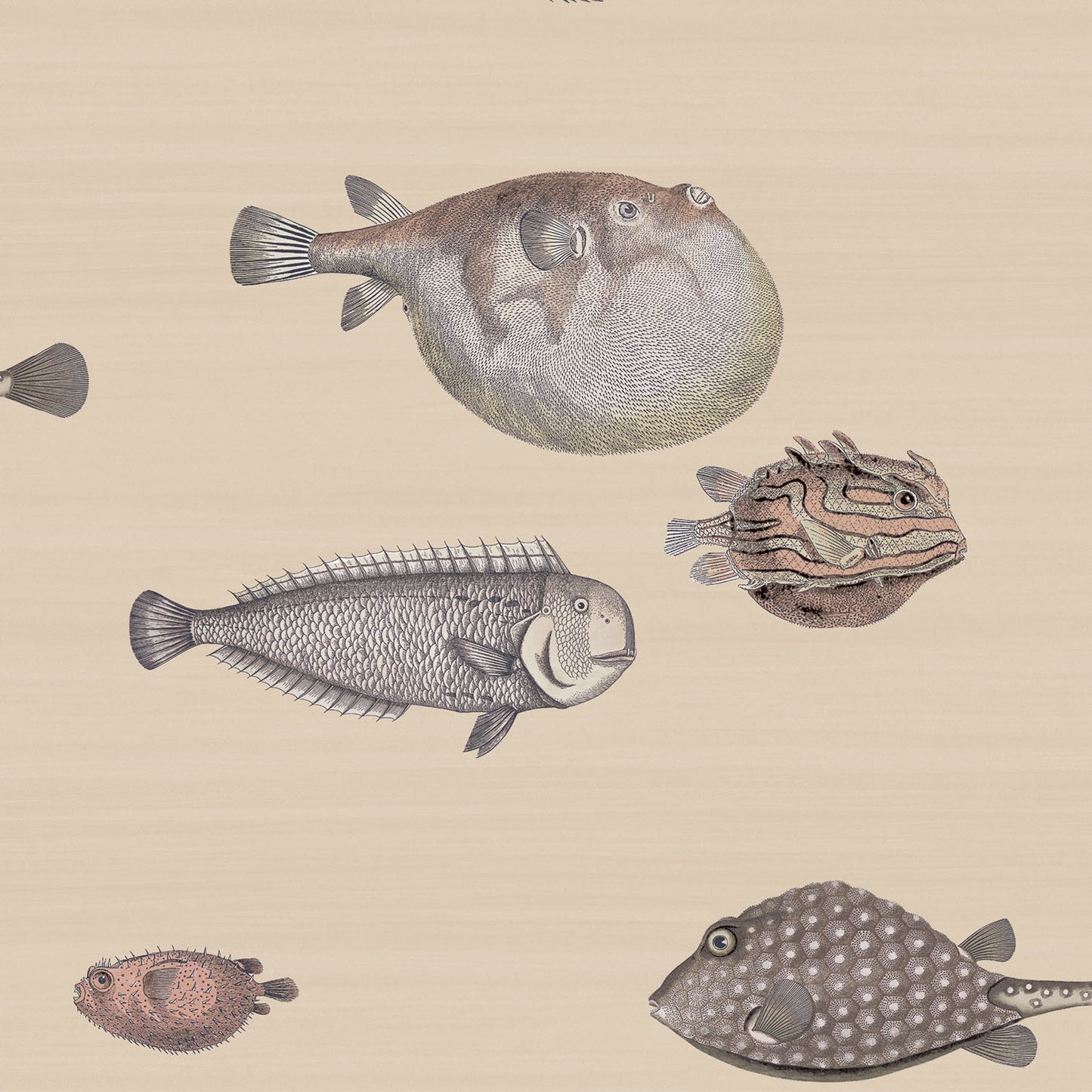 ACQUARIO - COLE & SON