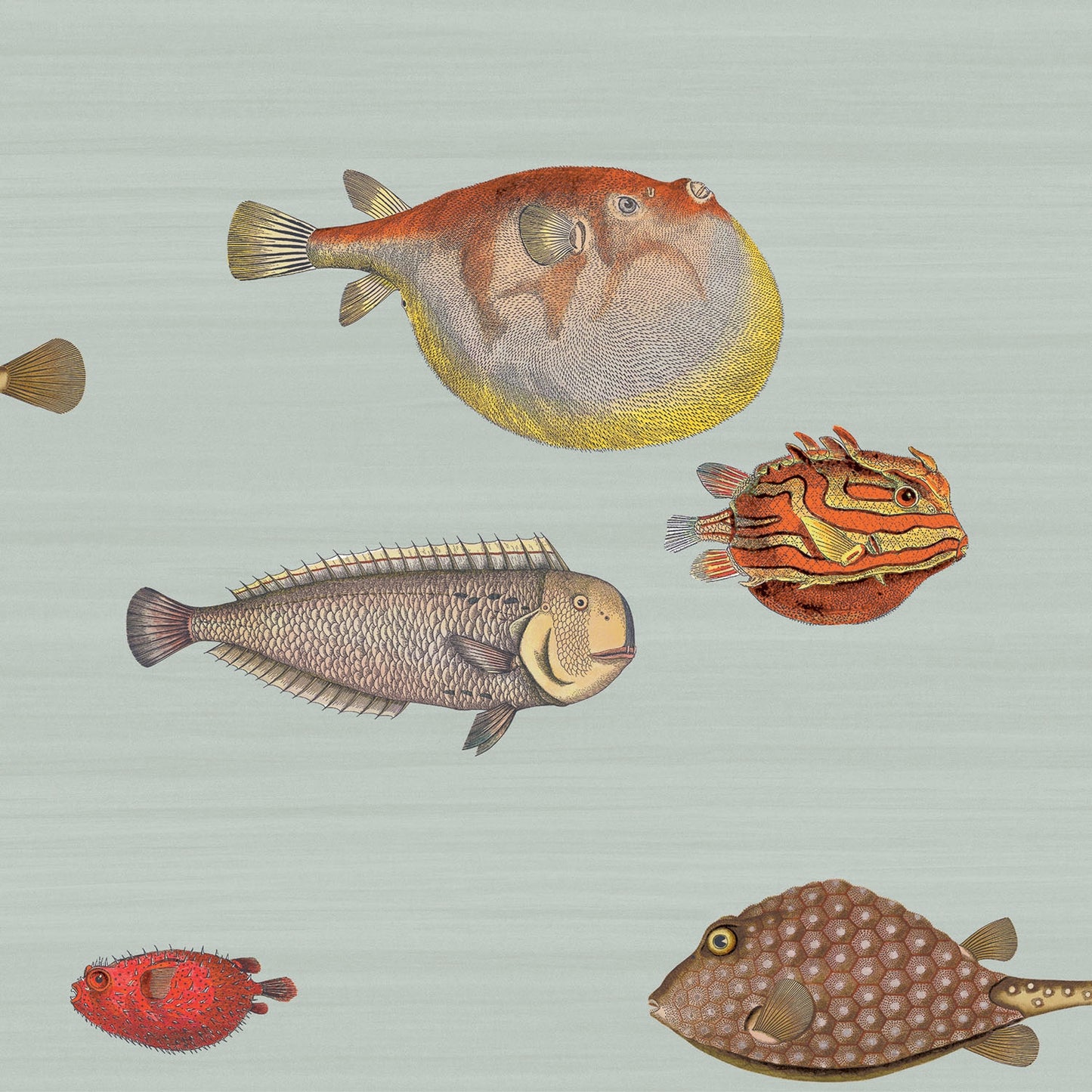 ACQUARIO - COLE & SON